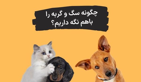 عکس سگ گربه کنار هم