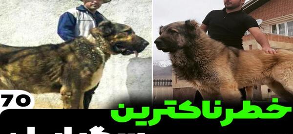 عکس سگ وحشی ترسناک بزرگ ایرانی