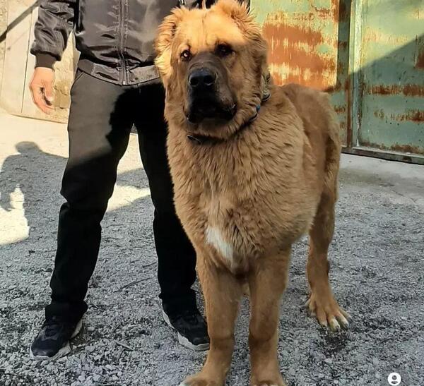 عکس سگ وحشی ترسناک بزرگ ایرانی