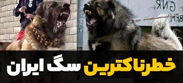 عکس سگ وحشی ترسناک بزرگ ایرانی