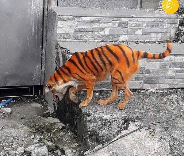 عکس سگ نقاشی وحشی