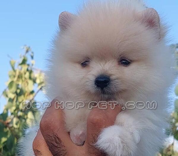 عکس سگ نر ماده