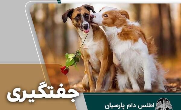 عکس سگ نر ماده