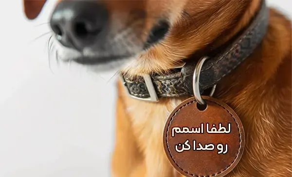 عکس سگ نر ماده