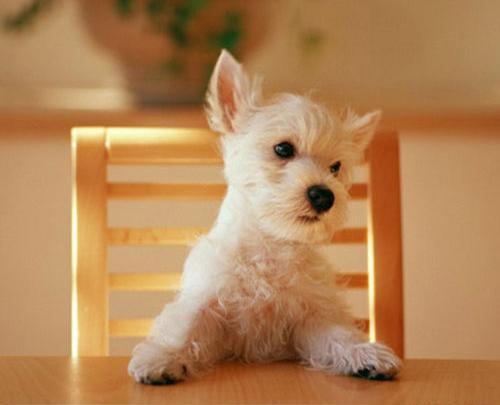 عکس سگ ناز خوشگل