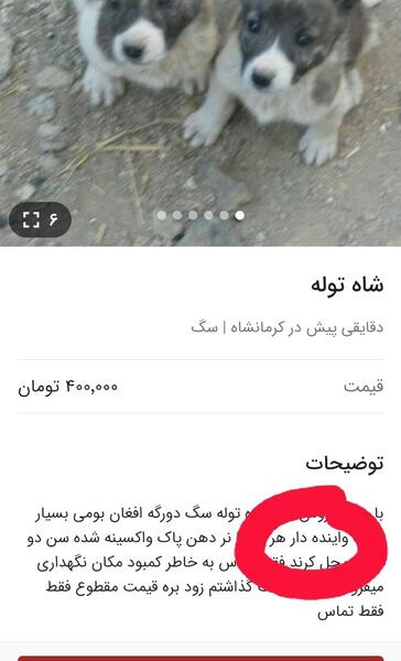 عکس بچه سگ محلی