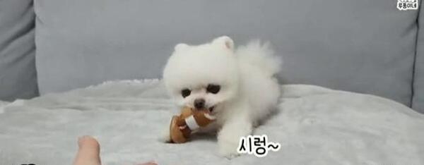 عکس بچه سگ محلی