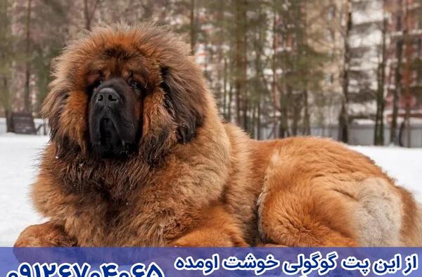 عکس توله سگ ماستیف تبتی