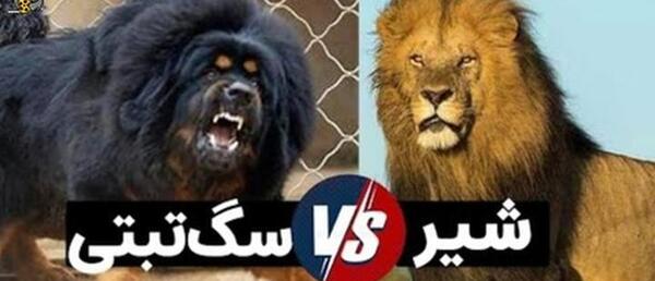 عکس توله سگ ماستیف تبتی