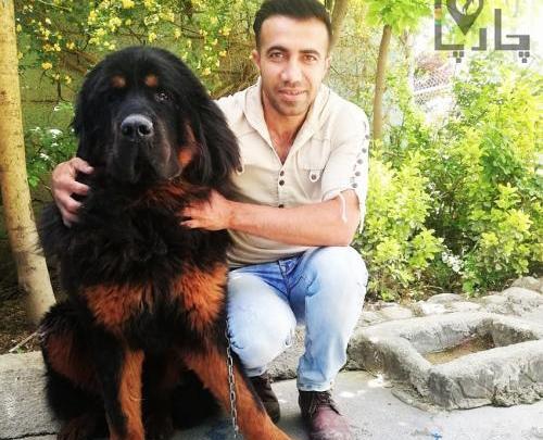 عکس توله سگ ماستیف تبتی