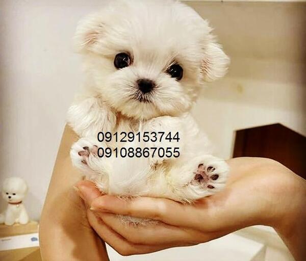 عکس سگ مالتیز مینیاتوری