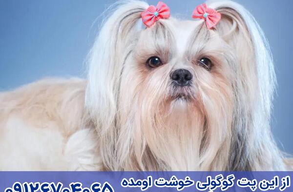 عکس سگ مالتیز مینیاتوری