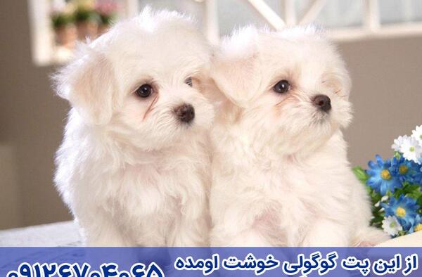 عکس سگ مالتیز مینیاتوری