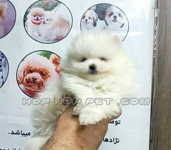 عکس سگ اشپیتز مینیاتوری