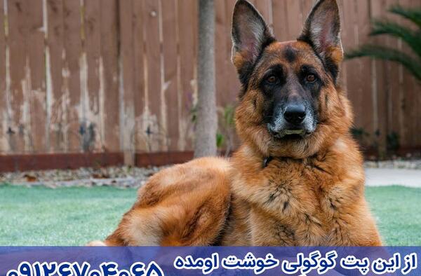 عکس سگ ژرمن لاغر