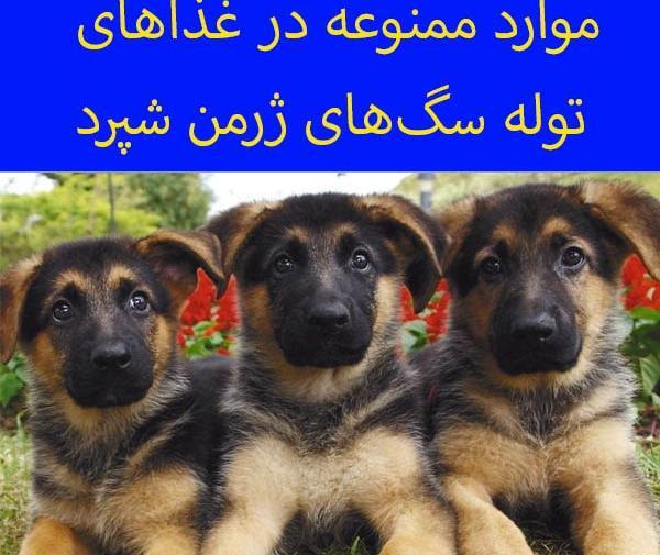 عکس سگ ژرمن لاغر