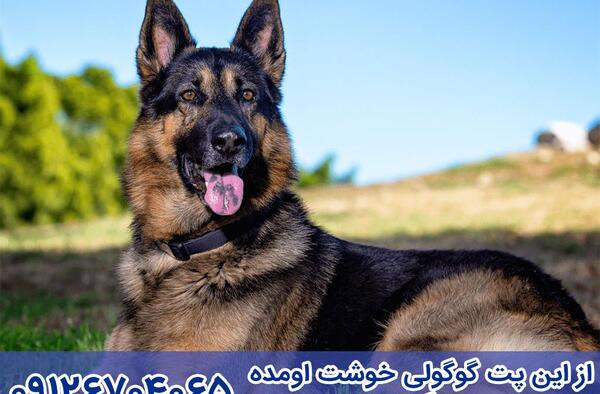 عکس سگ ژرمن لاغر