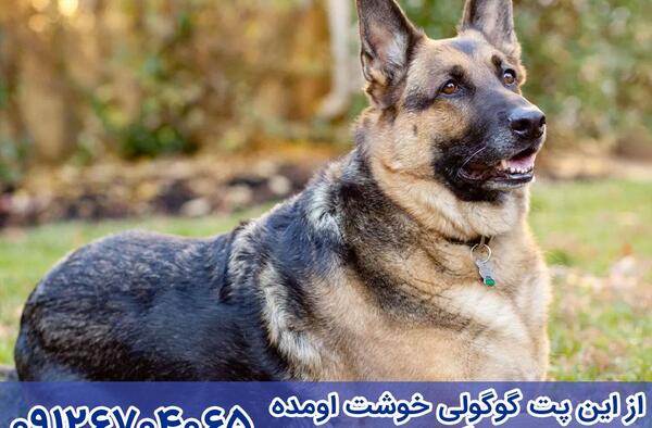 عکس سگ ژرمن لاغر