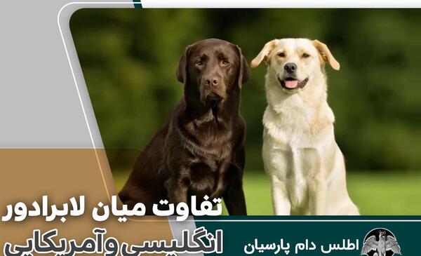 عکس سگ لابرادور شکاری