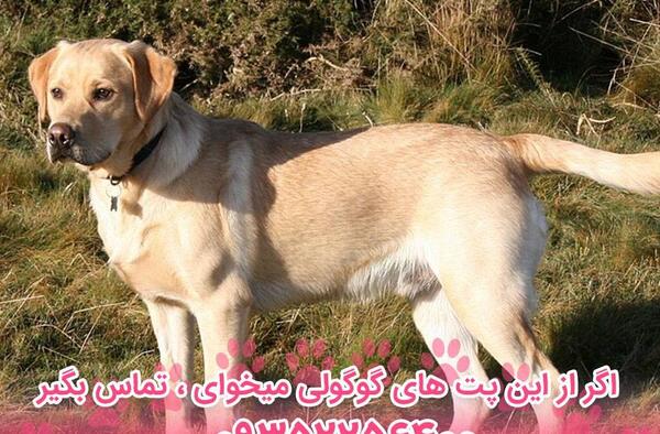عکس سگ نژاد لابرادور