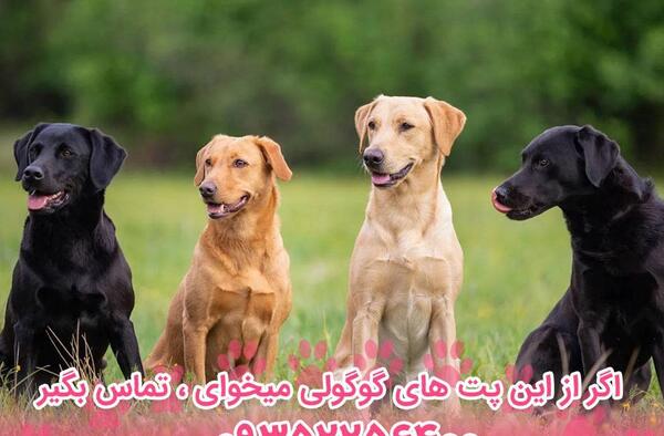 عکس سگ نژاد لابرادور