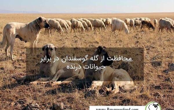 عکس سگ گله داری