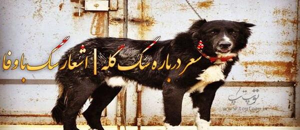 عکس سگ گله داری