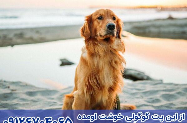 عکس سگ گلدن بزرگ