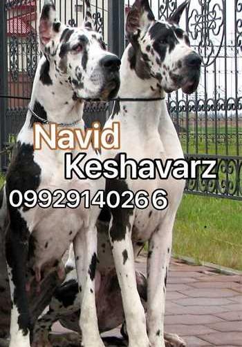 عکس های سگ گریت دین