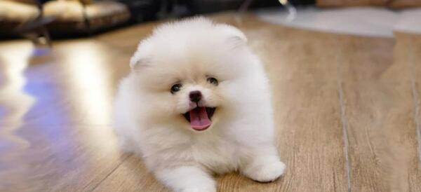 عکس سگ های کوچولو ناز
