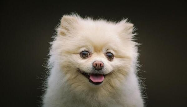عکس سگ کیوت برای پس زمینه