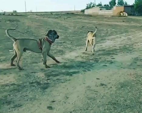 عکس سگ هوزی قهرمان
