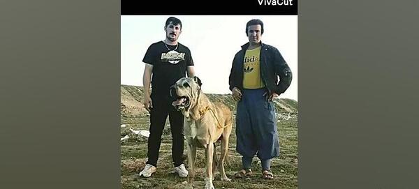 عکس سگ هوزی قهرمان