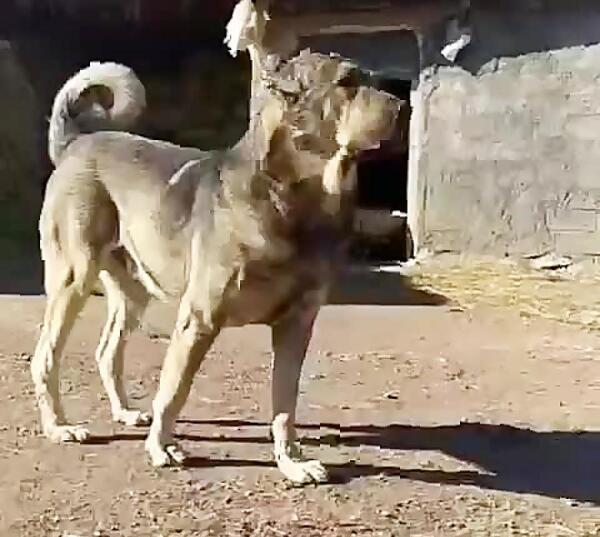 عکس سگ هوزی قهرمان
