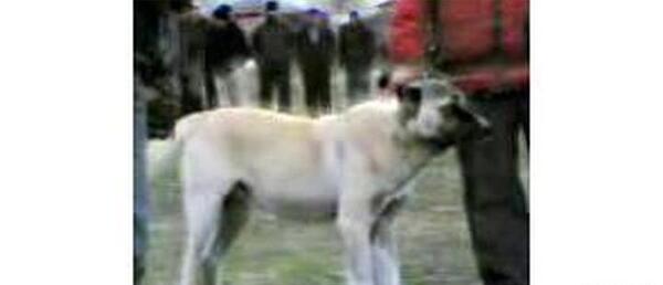 عکس سگ هوزی قهرمان