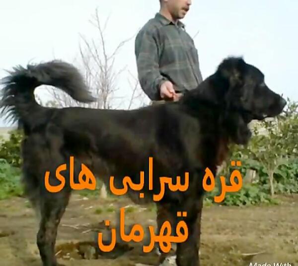 عکس سگ های قهرمان