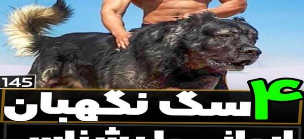 عکس قوی ترین سگ ایرانی