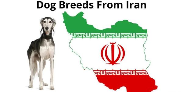 عکس قوی ترین سگ ایرانی