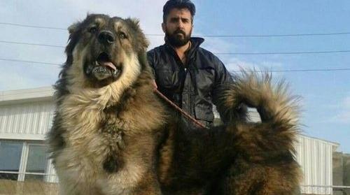 عکس سگ قفقاز بزرگ
