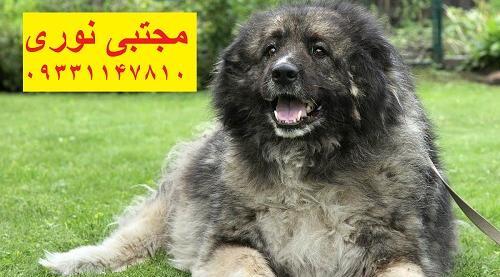 عکس سگ قفقاز بزرگ
