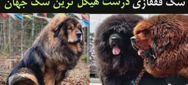عکس سگ قفقاز بزرگ
