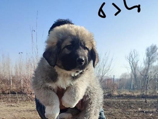 عکس سگ قدرجونی توله