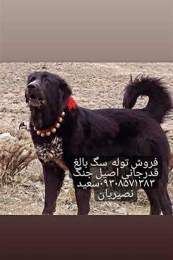 عکس سگ قدرجونی توله