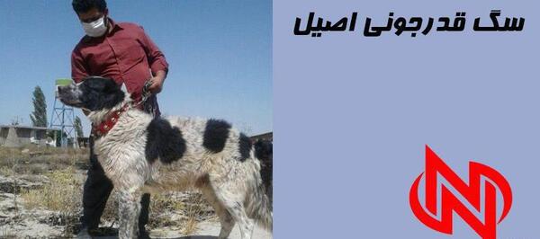 عکس سگ قدرجونی ماده