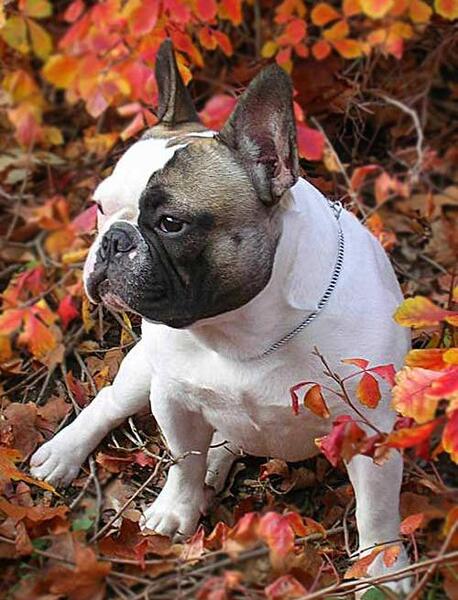 عکس سگ های فرنچ بولداگ