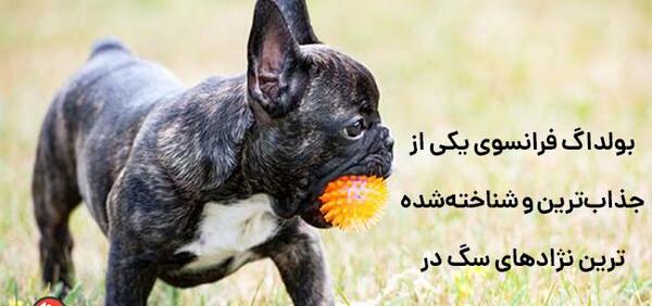 عکس سگ های فرنچ بولداگ