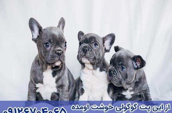 عکس سگ نژاد فرنچ بولداگ