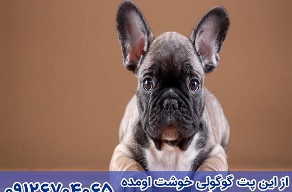 عکس سگ نژاد فرنچ بولداگ