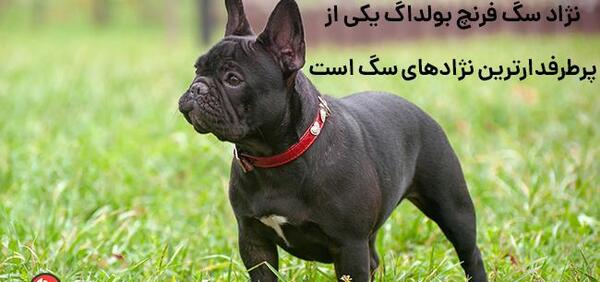 عکس سگ نژاد فرنچ بولداگ
