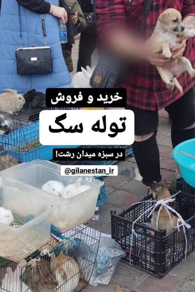عکس مغازه سگ فروشی